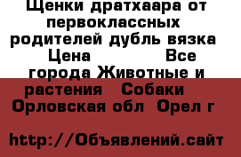 Щенки дратхаара от первоклассных  родителей(дубль вязка) › Цена ­ 22 000 - Все города Животные и растения » Собаки   . Орловская обл.,Орел г.